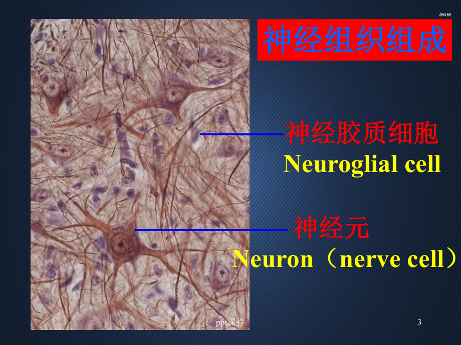 《组织学与胚胎学》神经组织-课件.ppt_第3页