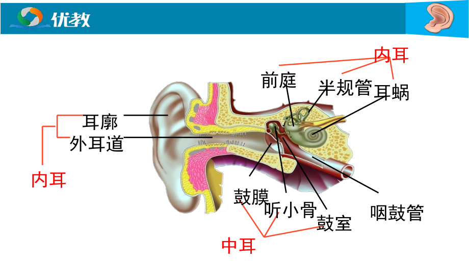 《人体对外界环境的感知》耳课件.ppt_第3页