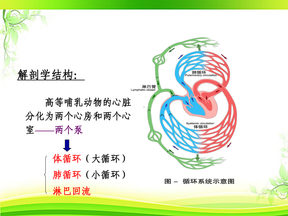 《动物生理学》血液循环-课件.ppt_第3页