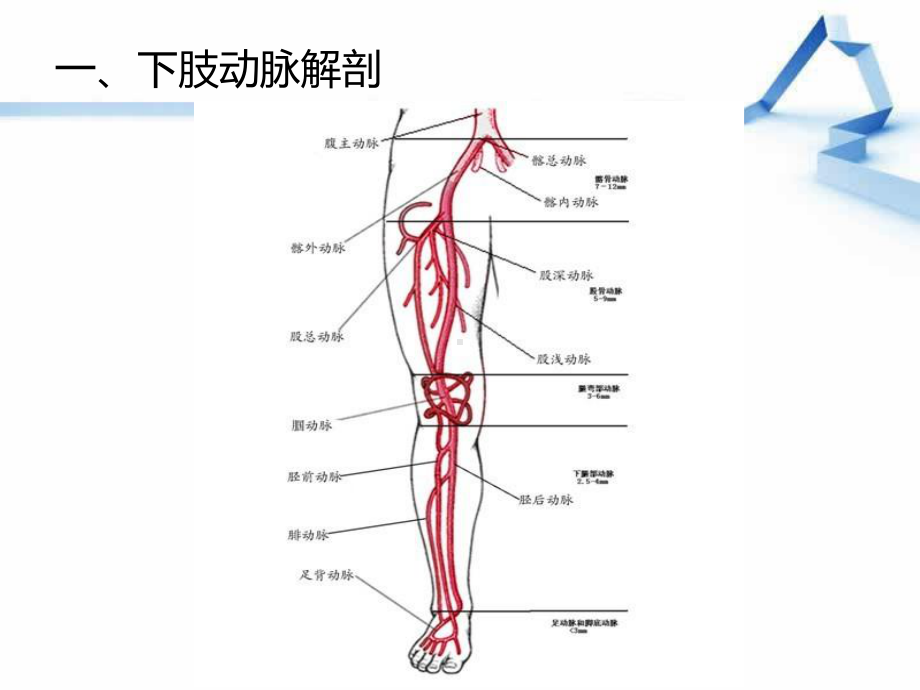 下肢血管解剖-课件.ppt_第3页