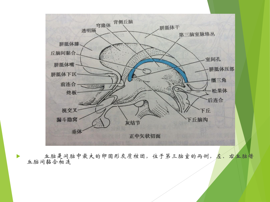 丘脑解剖及功能课件.ppt_第3页