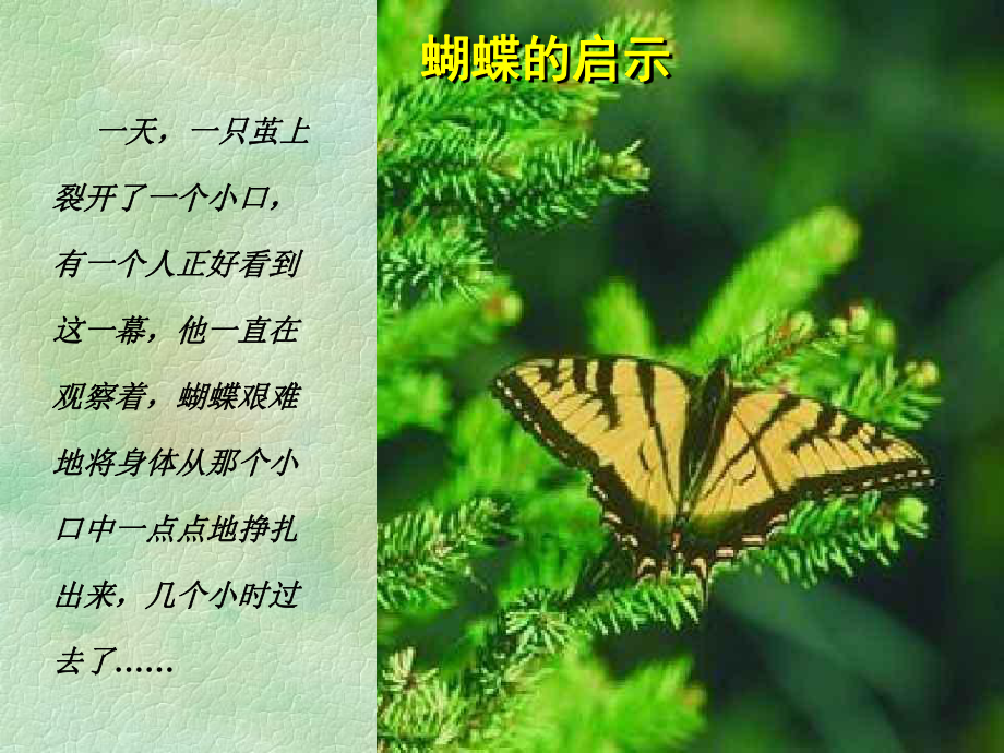 化茧成蝶的启示-顺其自然 .ppt_第1页