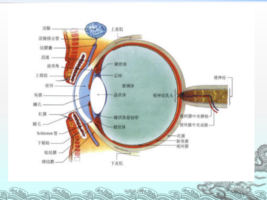 五官科常见疾病的护理课件.pptx_第3页