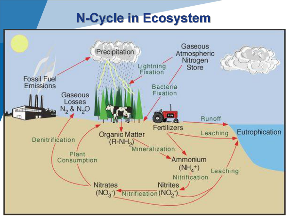 Ncycle氮循环教学讲解课件.pptx_第2页