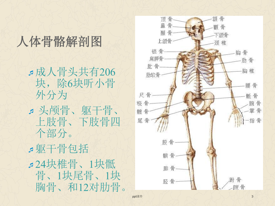 上肢骨折病人护理-课件.ppt_第3页