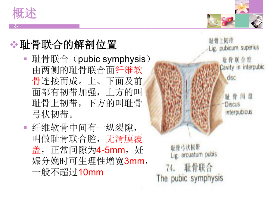 产科耻骨联合分离课件.ppt_第3页