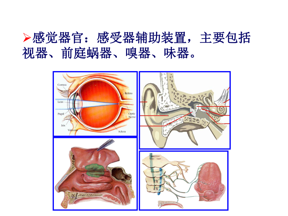 人体解剖学感官视器课件.ppt_第3页