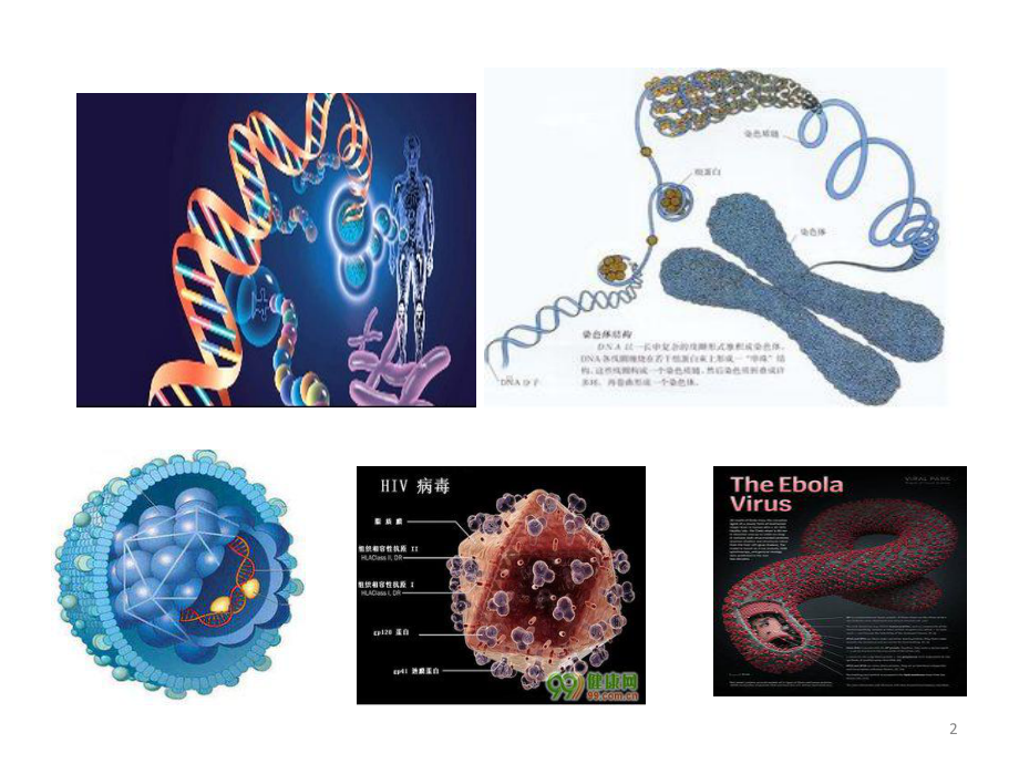 分子生物学常用检测技术-课件.ppt_第2页