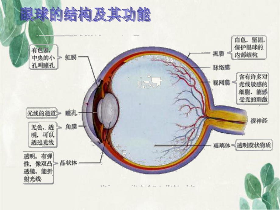 人体生命活动的调节复习课课件.ppt_第3页