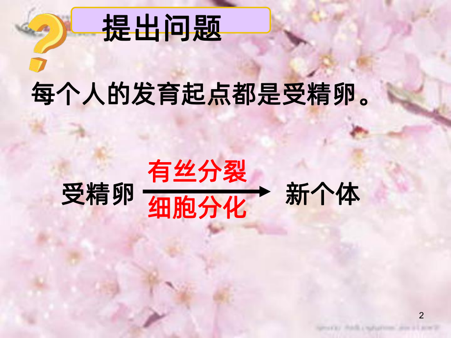 减数分裂和精子的形成过程课件.ppt_第2页