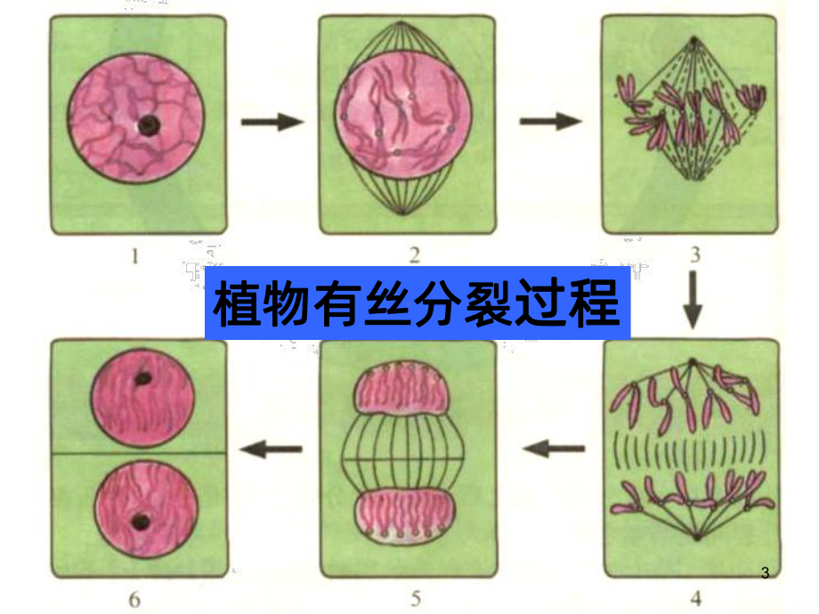 减数分裂和精子的形成过程课件.ppt_第3页