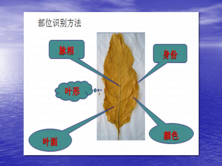 从烟叶脉相区分部位-烟叶分级73538课件.ppt_第3页