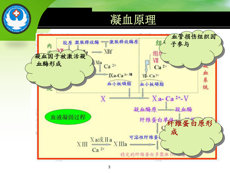 促凝血药物的临床应用课件.ppt_第3页