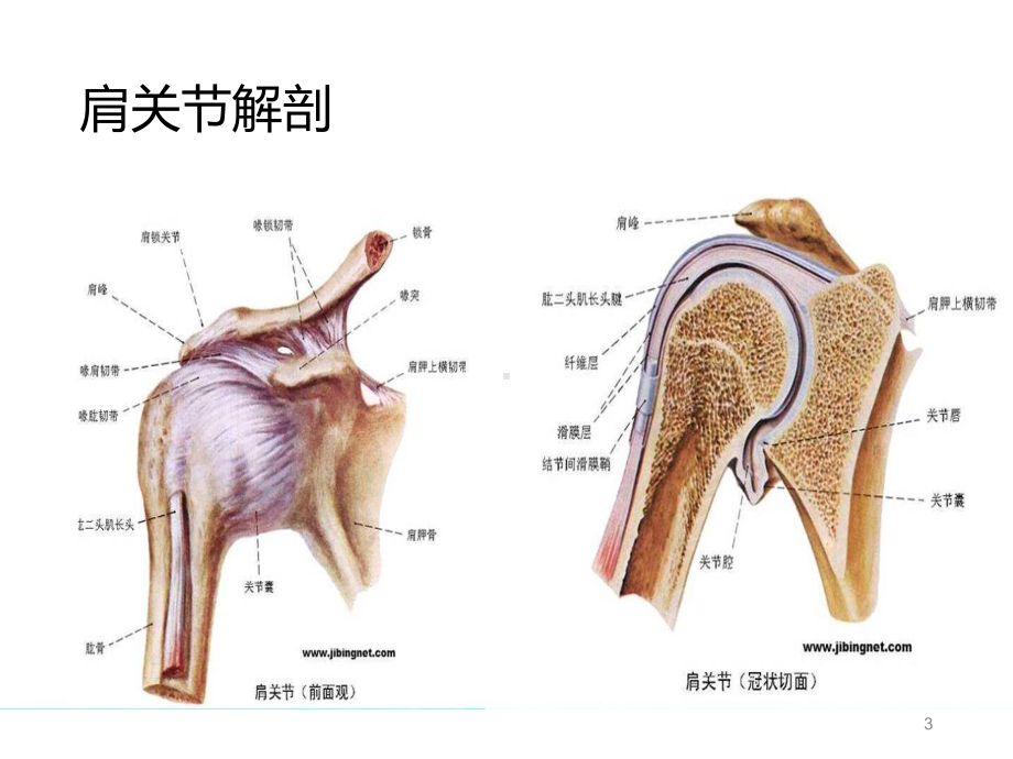 偏瘫患者肩痛的康复策略课件.ppt_第3页