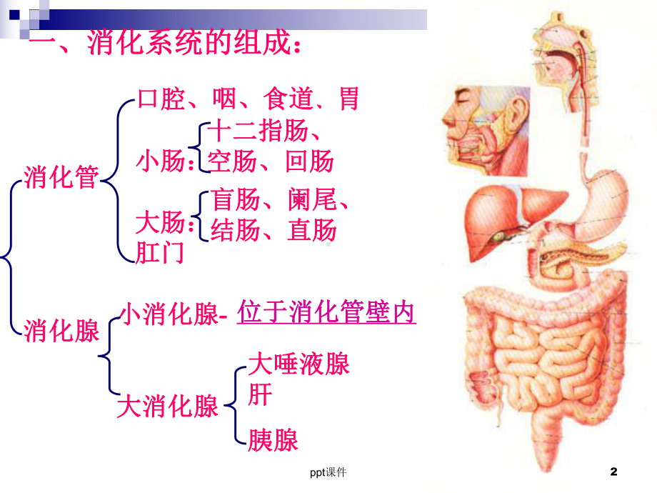 人体解剖学-消化系统-课件.ppt_第2页