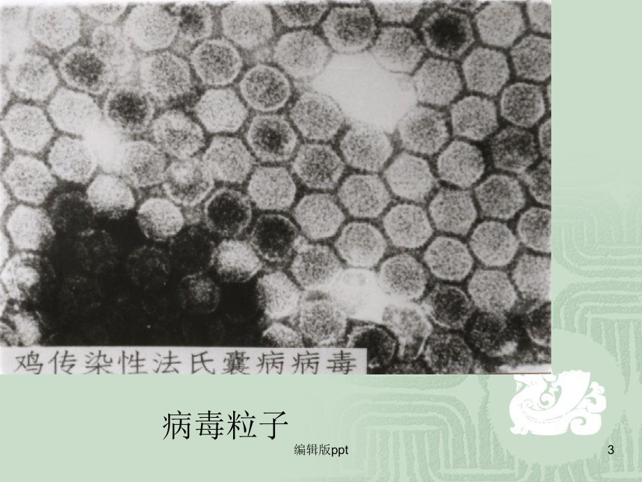 传染性法氏囊病医学课件.ppt_第3页