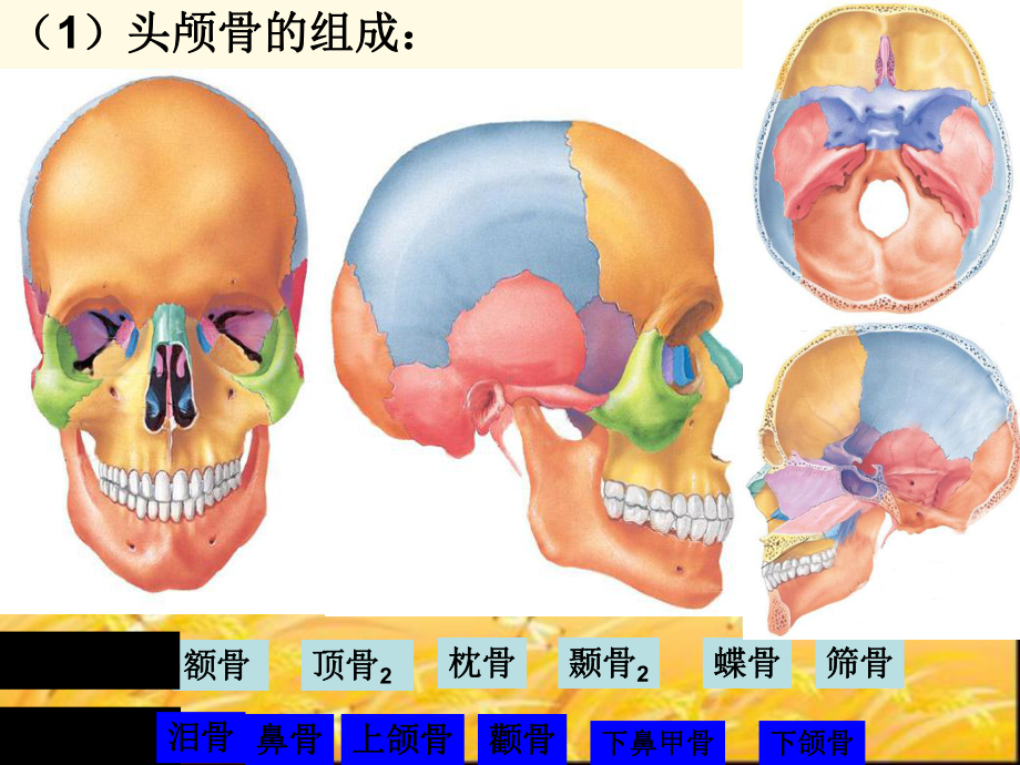 人体解剖学之人体解剖图课件.ppt_第1页