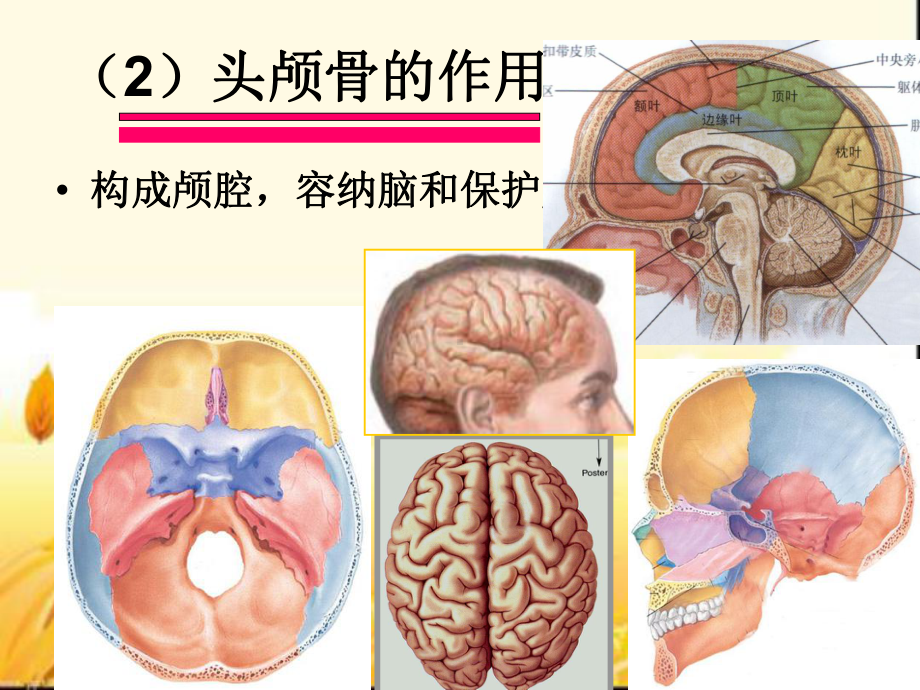 人体解剖学之人体解剖图课件.ppt_第2页