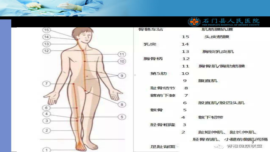 人体12条筋膜解析及具体手法操作课件.ppt_第3页