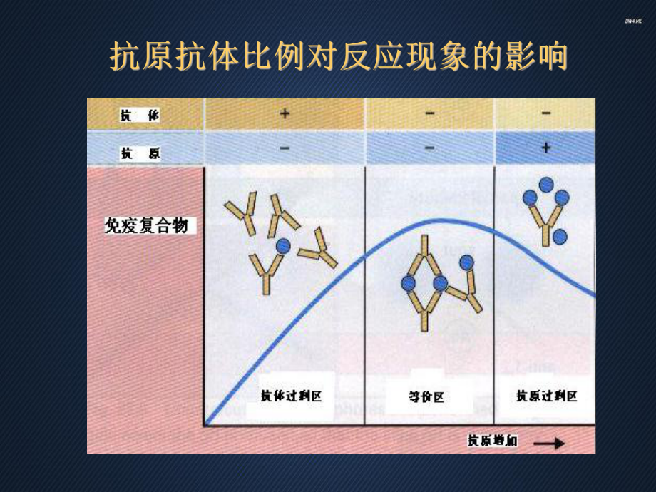 免疫学检测技术的基本原理-课件.ppt_第3页