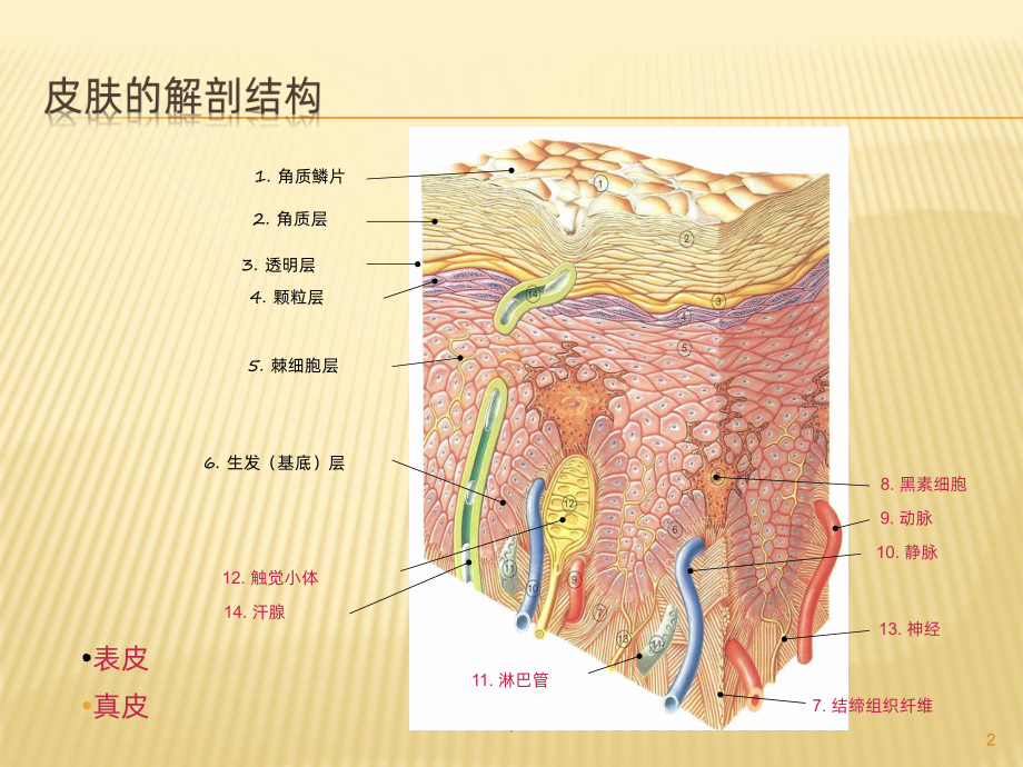 伤口基础知识课件.pptx_第2页