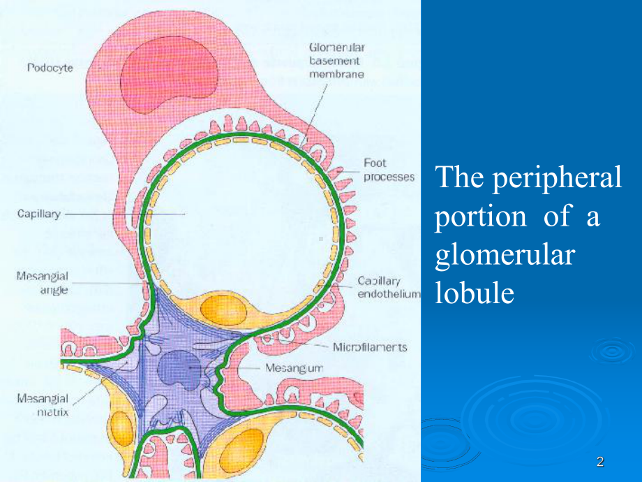 内科学-肾小球疾病-课件.ppt_第2页