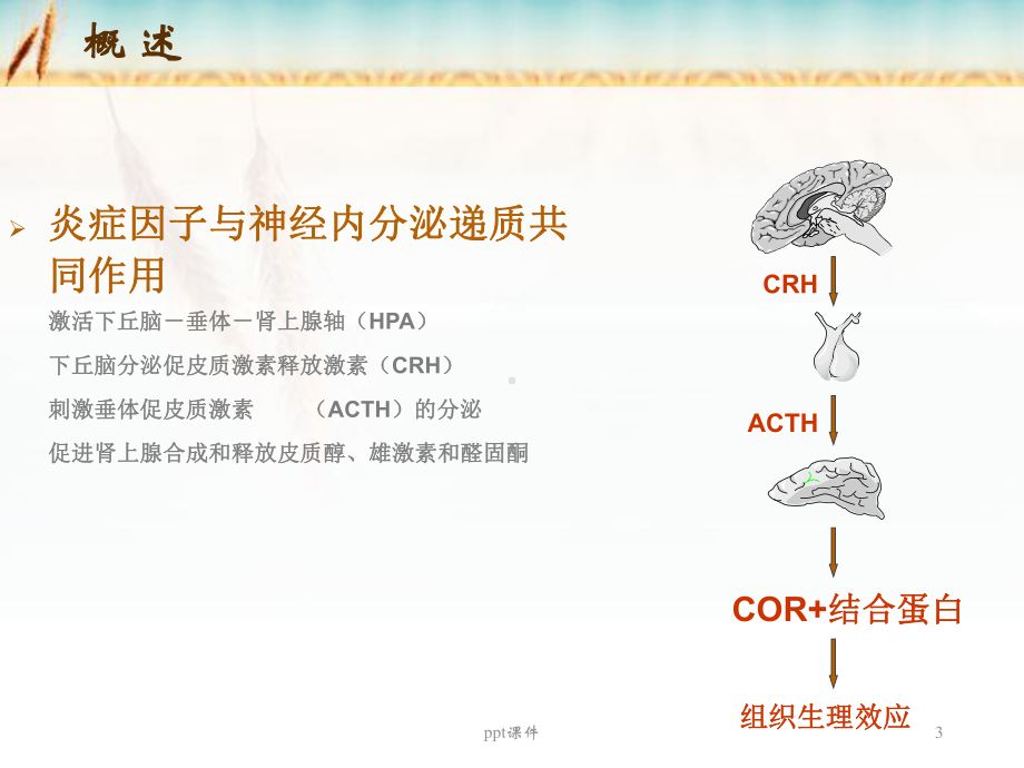 内分泌急症-课件.ppt_第3页