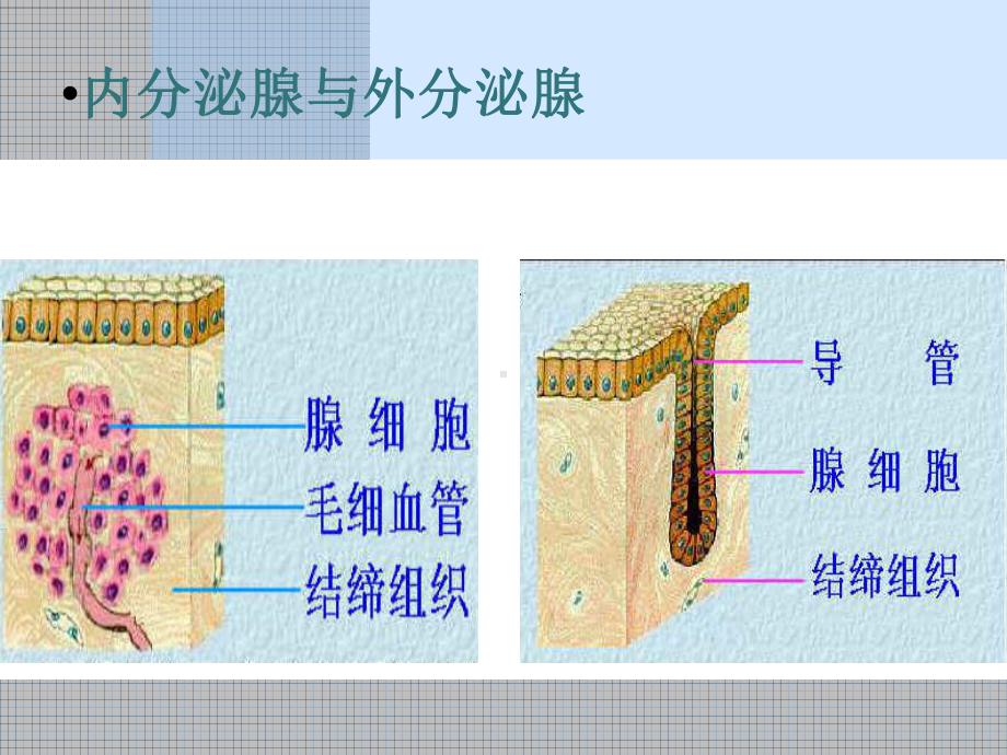 内分泌系统与体液调节课件.ppt_第3页