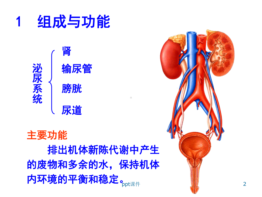 人体解剖学-泌尿系统-课件.ppt_第2页