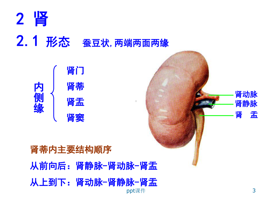 人体解剖学-泌尿系统-课件.ppt_第3页