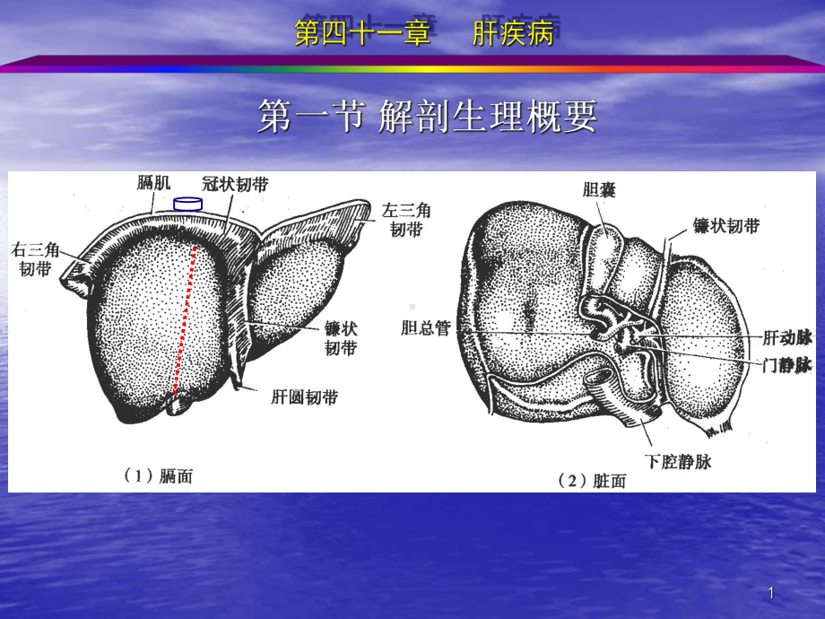 外科学肝疾病课件.ppt_第1页