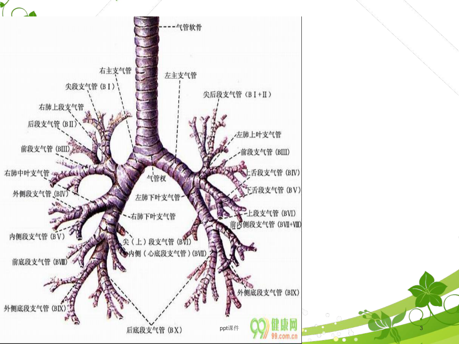 周围型肺癌-课件.ppt_第3页