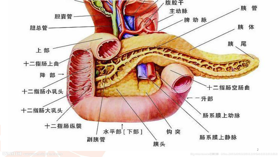 壶腹部癌患者的护理课件.ppt_第2页