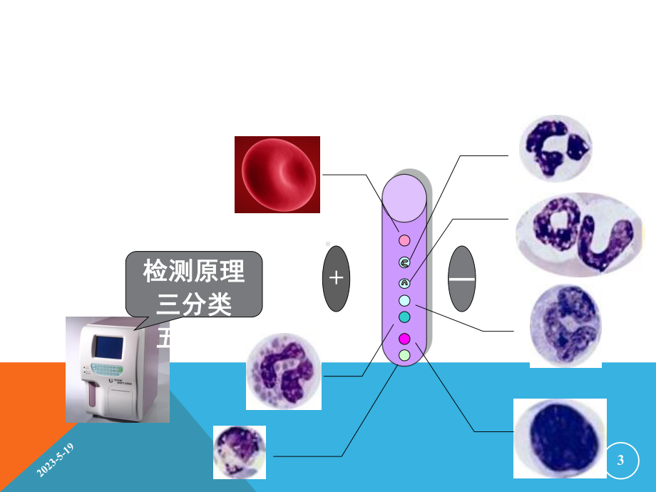 宠物血常规及白细胞分类计数课件.ppt_第3页