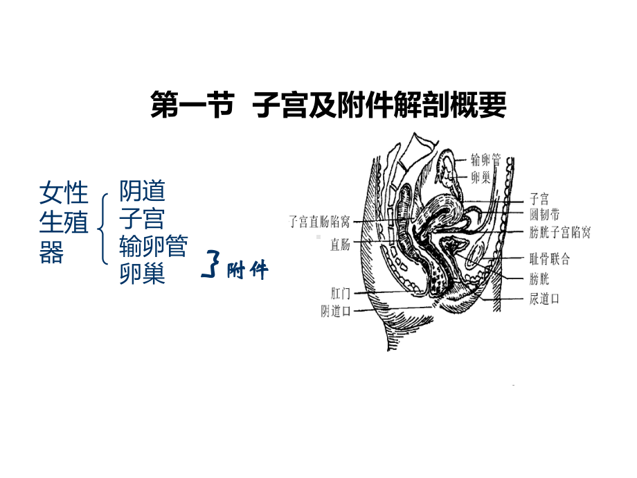 妇科超声基础课件.ppt_第1页