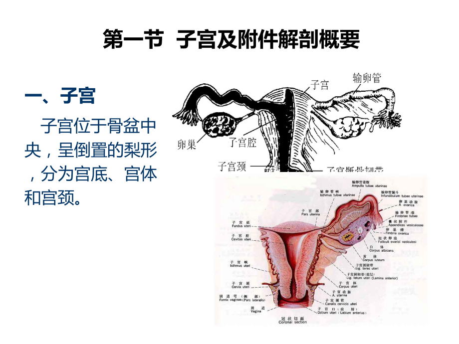 妇科超声基础课件.ppt_第3页