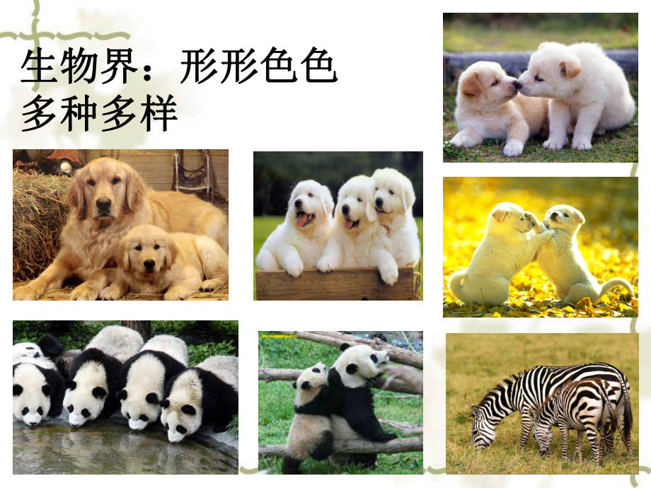 DNA是遗传物质.ppt_第3页