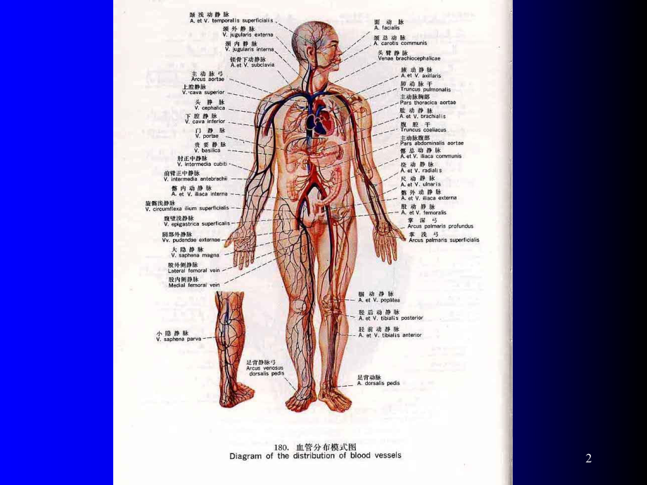 大学生常见内科病课件.ppt_第2页