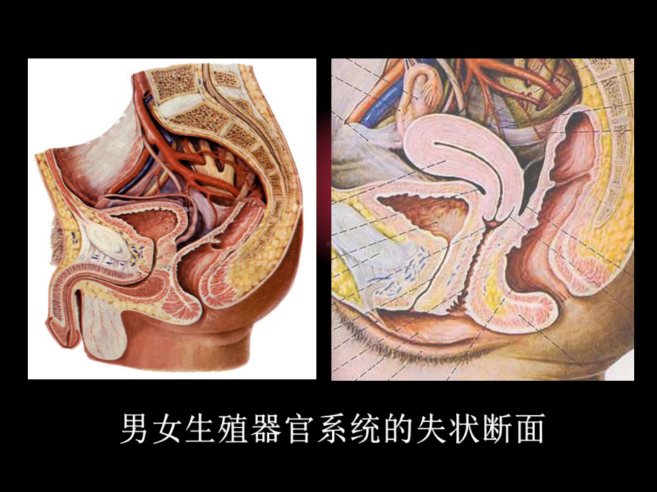 大学生安全教育-生理常识普及和性安全教育课件.ppt_第3页