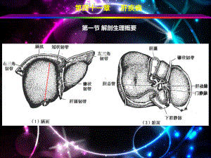 外科学(肝疾病)-课件.ppt