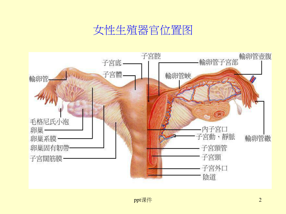 女性生殖器官位置图-课件.ppt_第2页