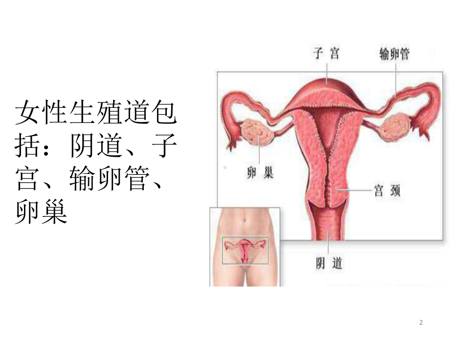 妇科生殖系统解剖课件.pptx_第2页