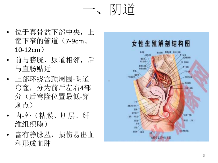 妇科生殖系统解剖课件.pptx_第3页