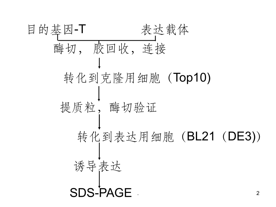 基因克隆与表达课件.ppt_第2页