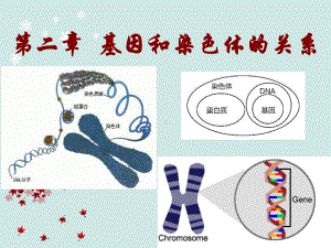 基因和染色体的关系-课件.ppt