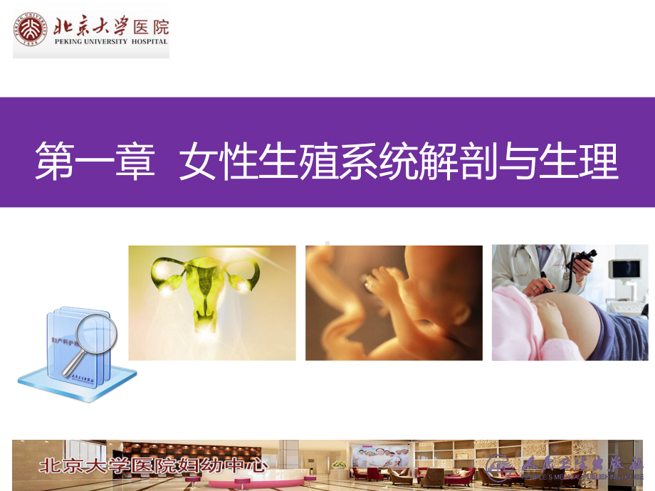 女性生殖系统解剖与生理妇产课件.ppt_第1页