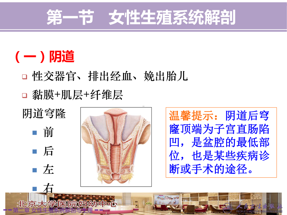 女性生殖系统解剖与生理妇产课件.ppt_第3页