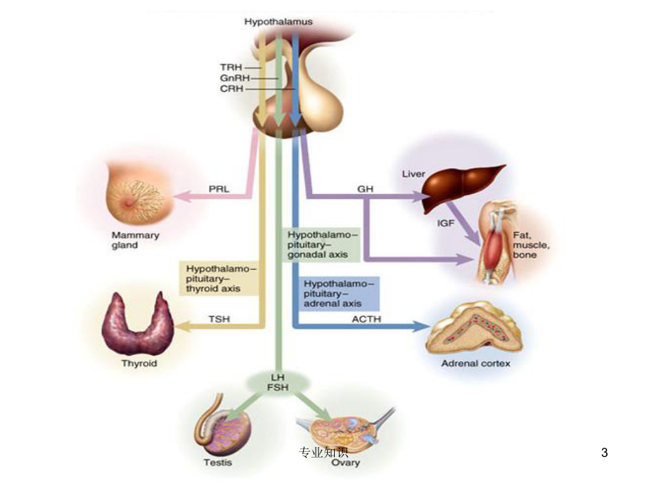 垂体前叶功能减退[专业荟萃]课件.ppt_第3页