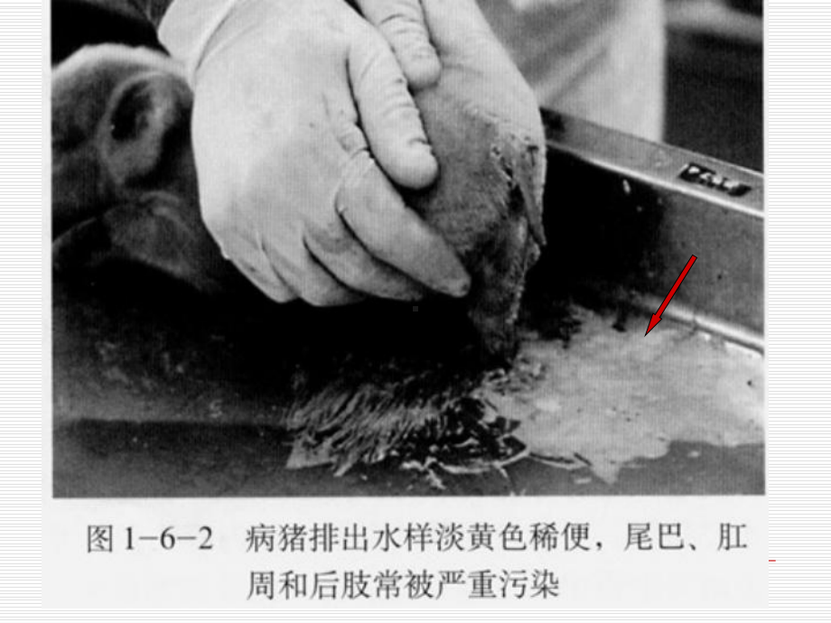 各论猪流行性腹泻精选教学课件.ppt_第3页