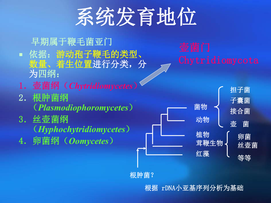 壶菌教学讲解课件1.ppt_第2页